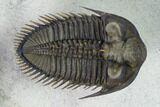 Stunning Erbenochile Trilobite With Hollardops - Foum Zguid #146905-9